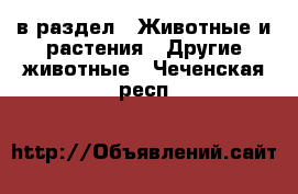  в раздел : Животные и растения » Другие животные . Чеченская респ.